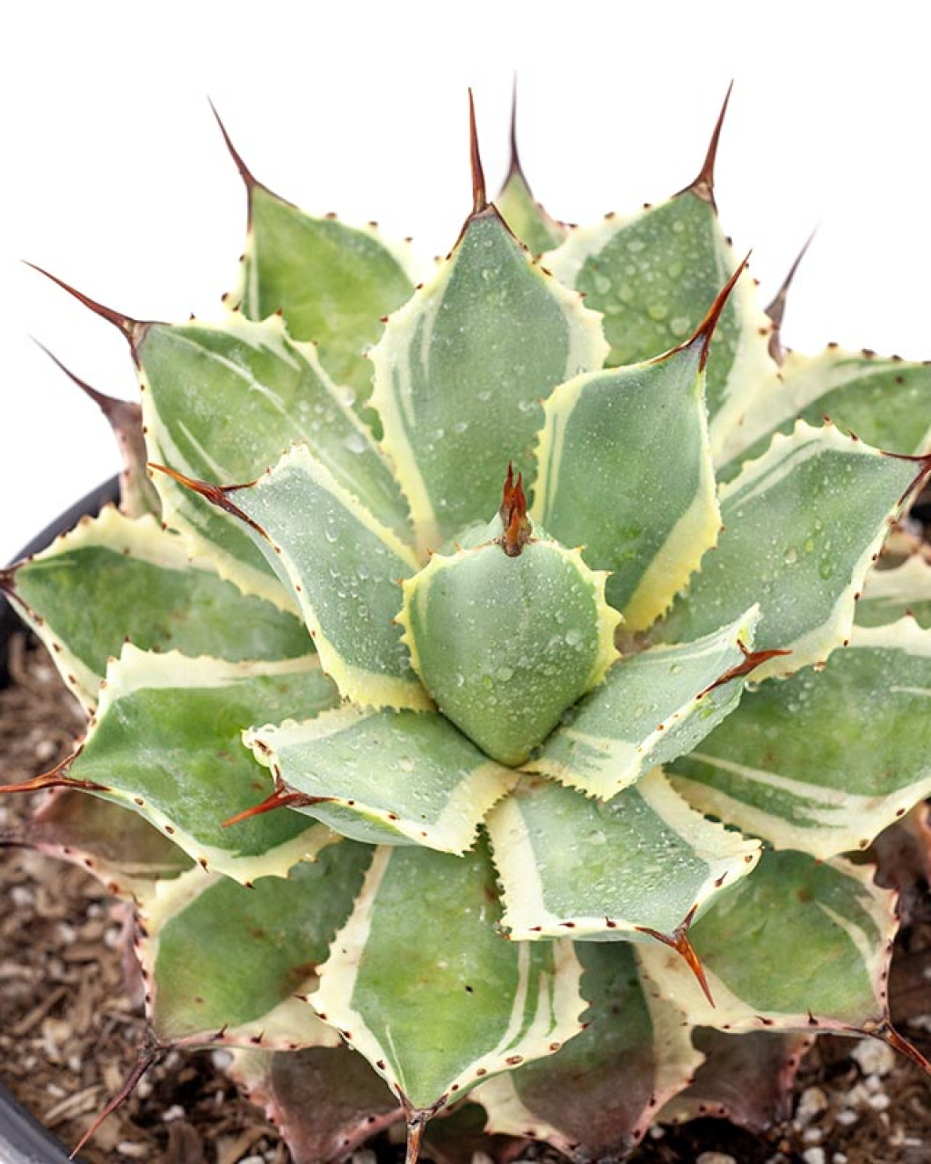 Agave potatorum 'Eye Scream'