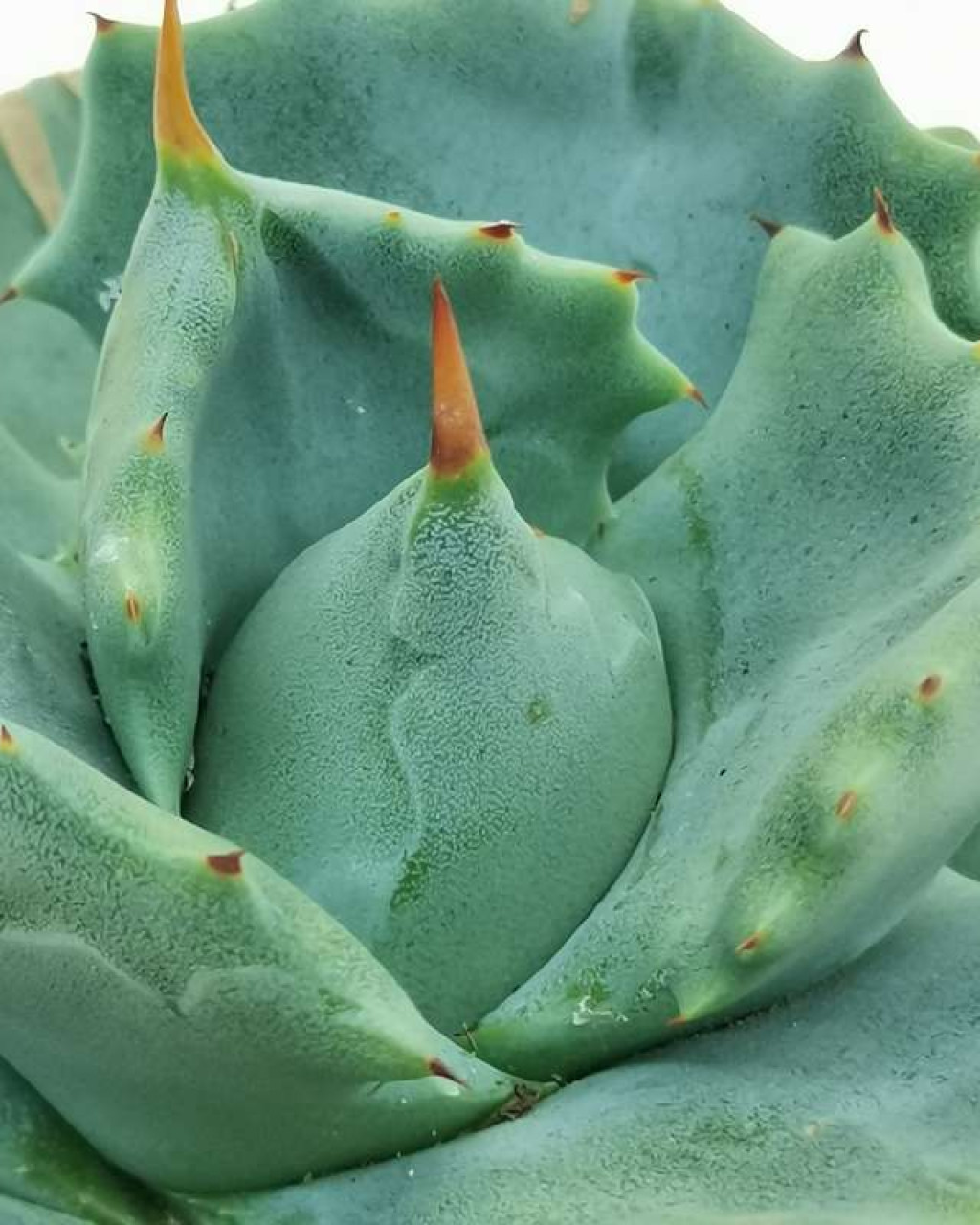 Agave potatorum 'Shoji-Raijin'
