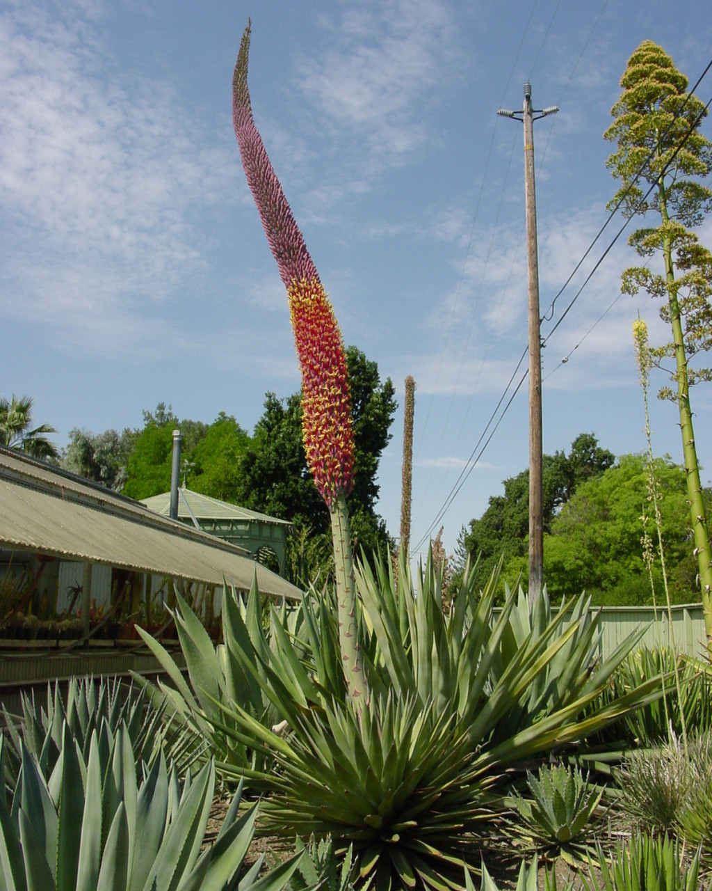 Agave potrerana