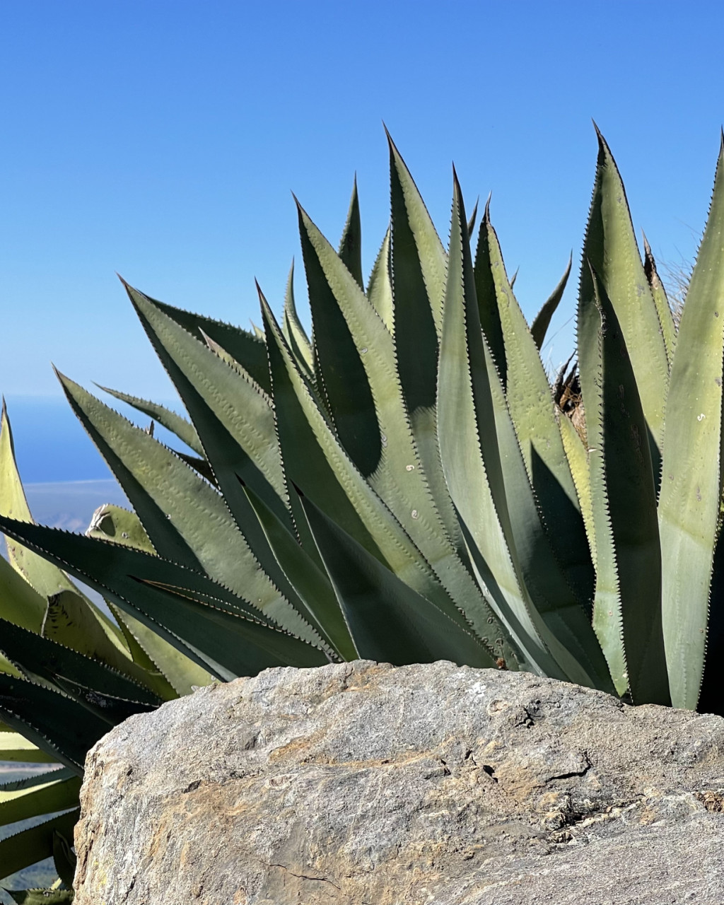 Agave promontorii