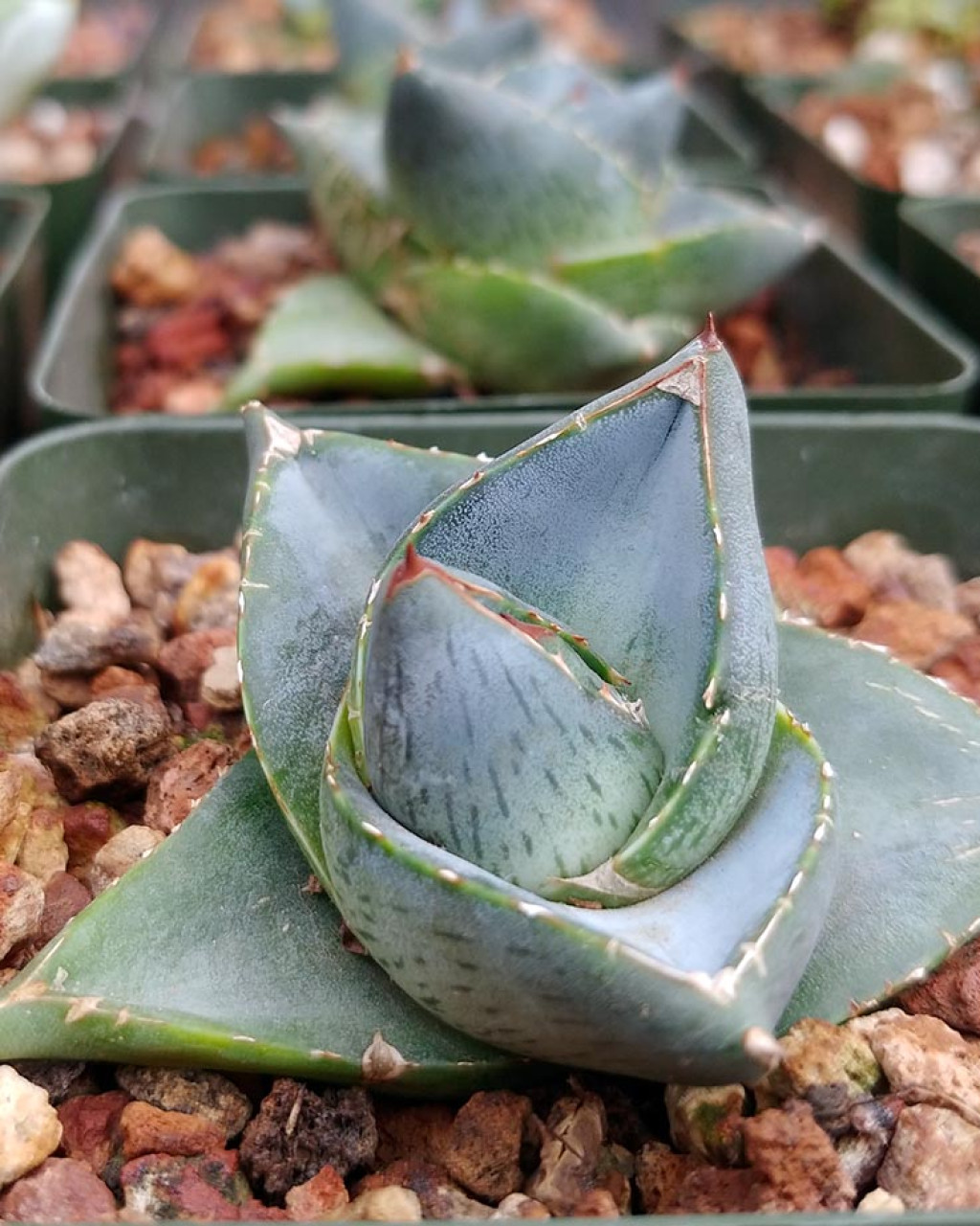 Agave pumila