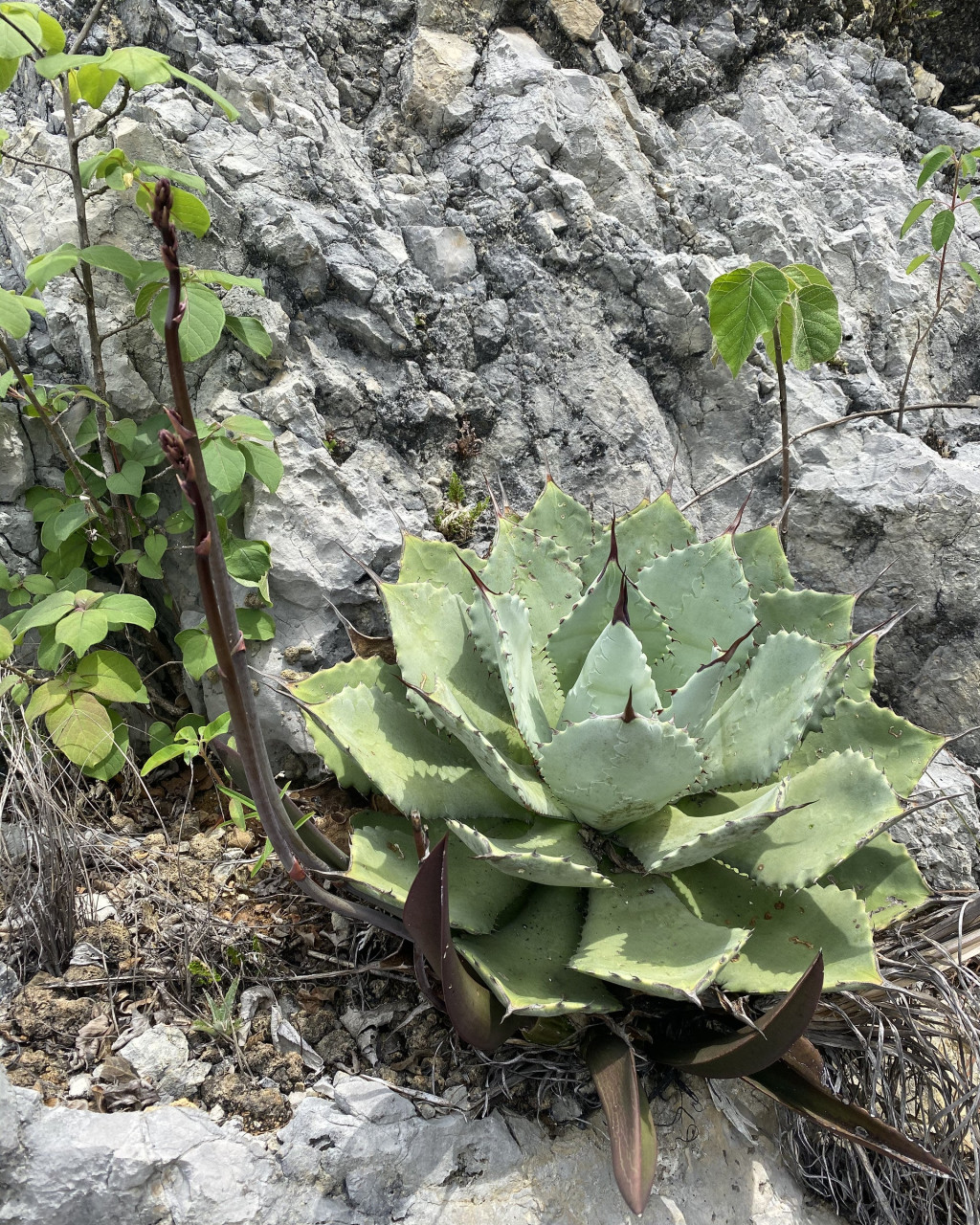 Agave pygmae