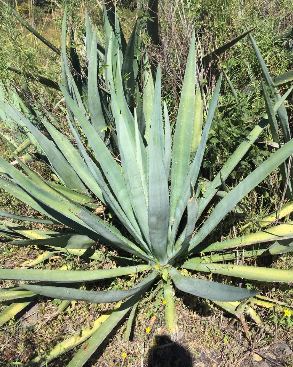 Agave rhodacantha