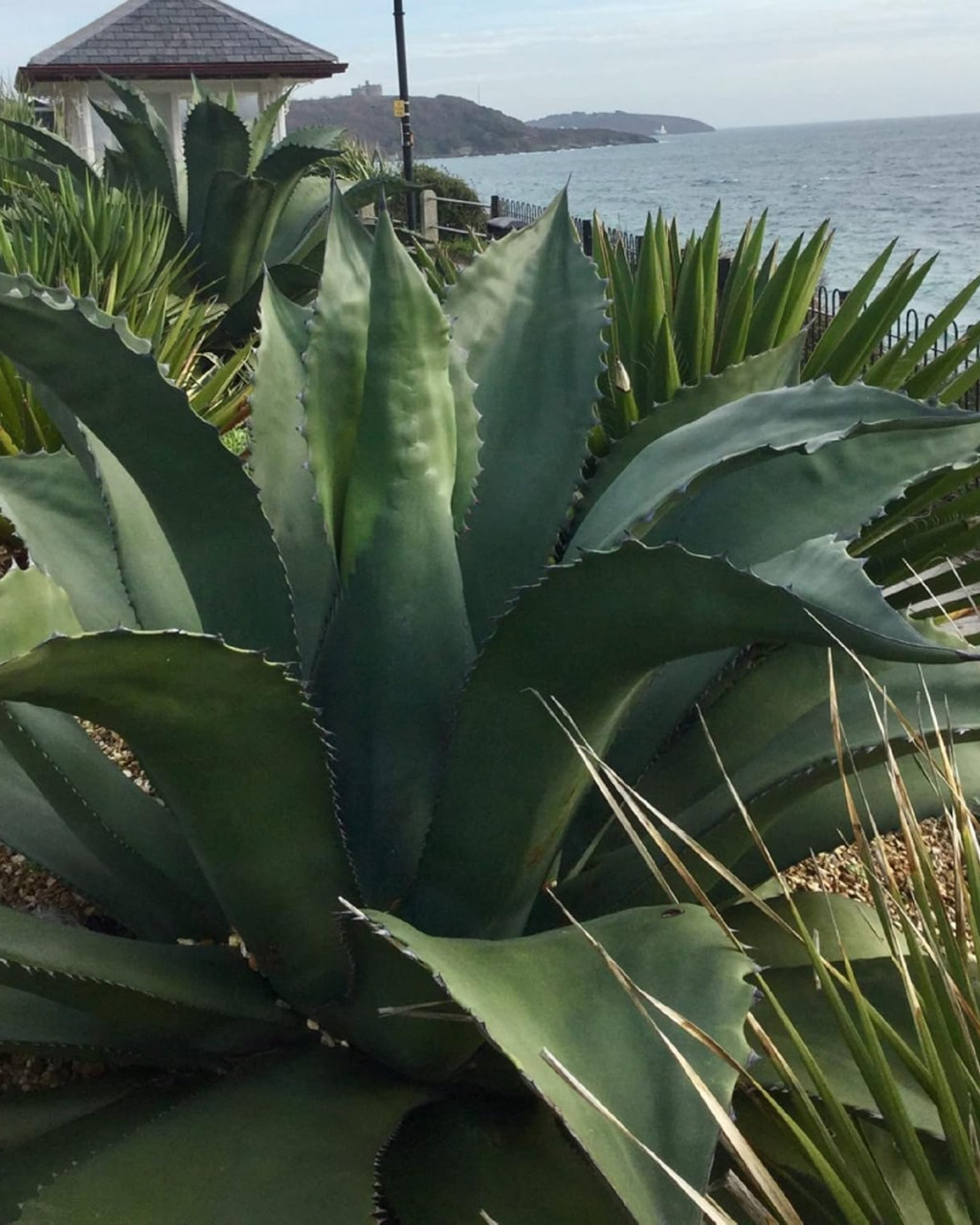 Agave salmiana 'Green Giant'