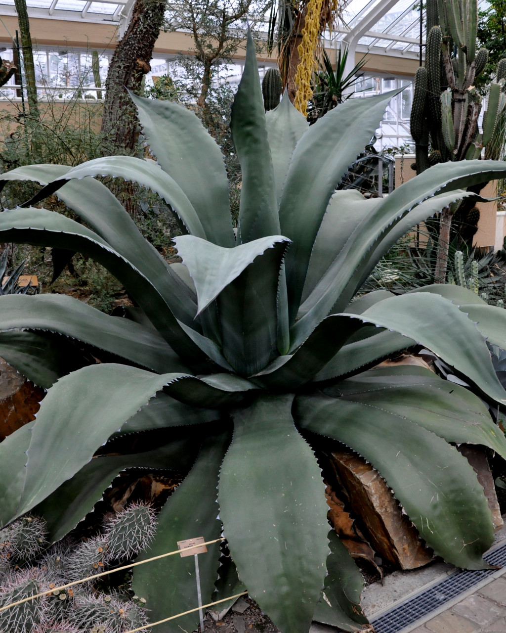 Agave salmiana var. ferox
