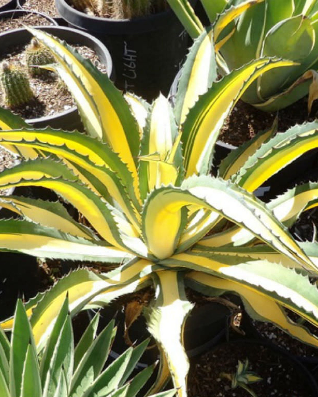 Agave salmiana var. ferox 'Medio Picta'