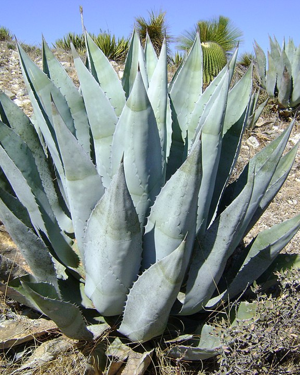Agave scabra