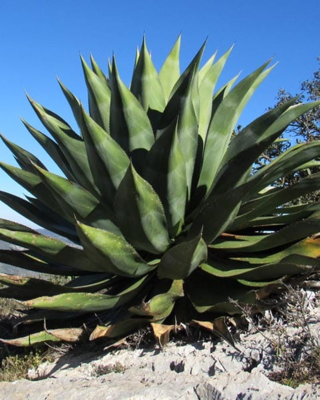 Agave scaposa
