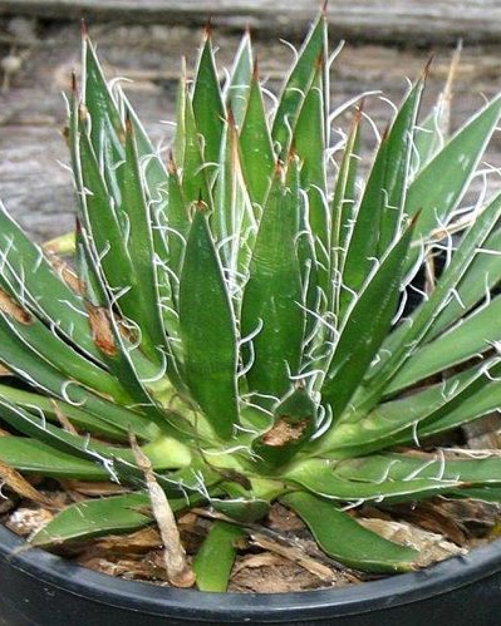 Agave schidigera