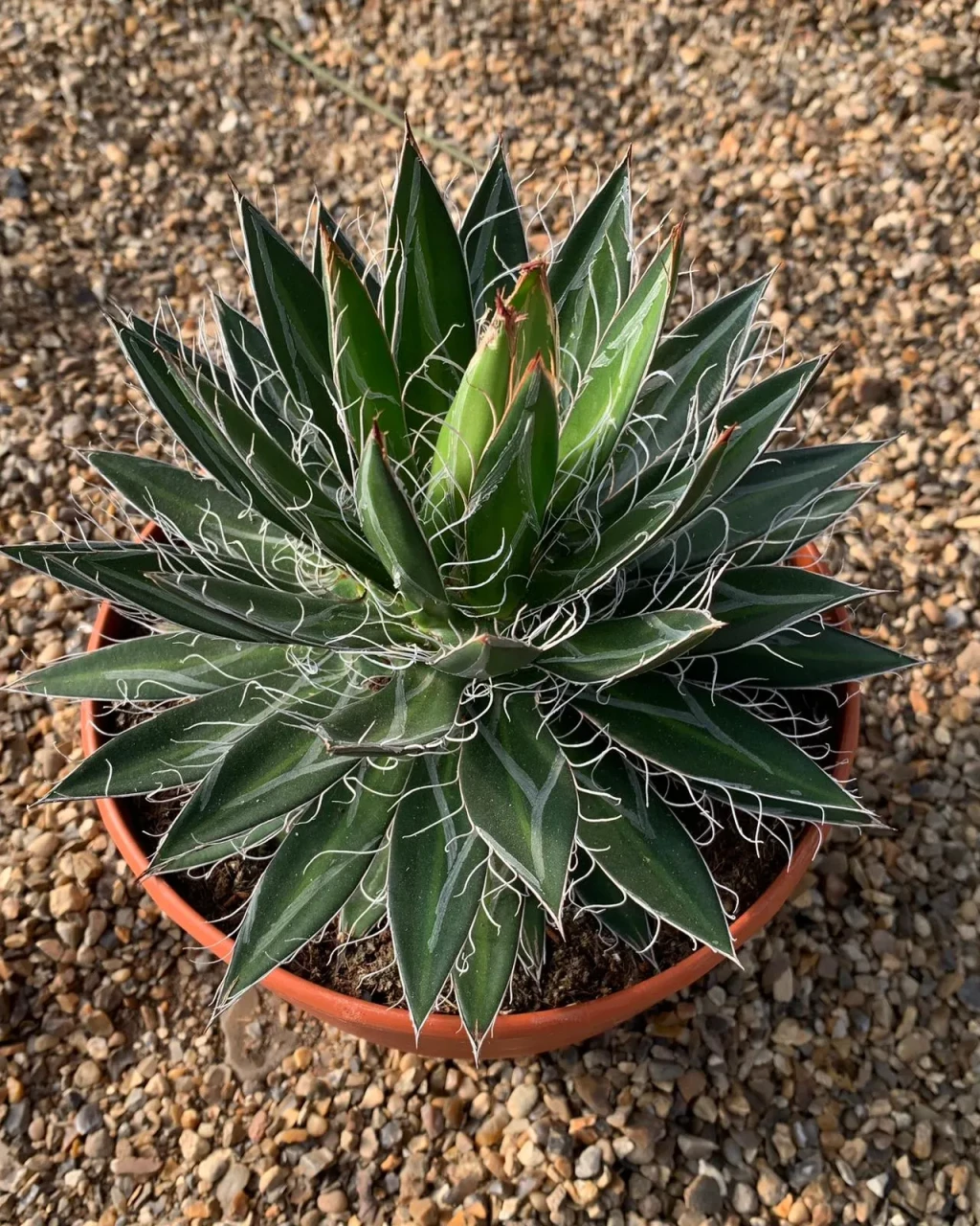 Agave schidigera 'Black Widow'