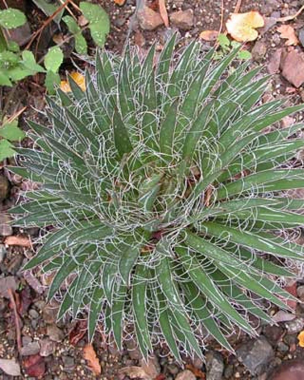 Agave schidigera 'Durango Delight'