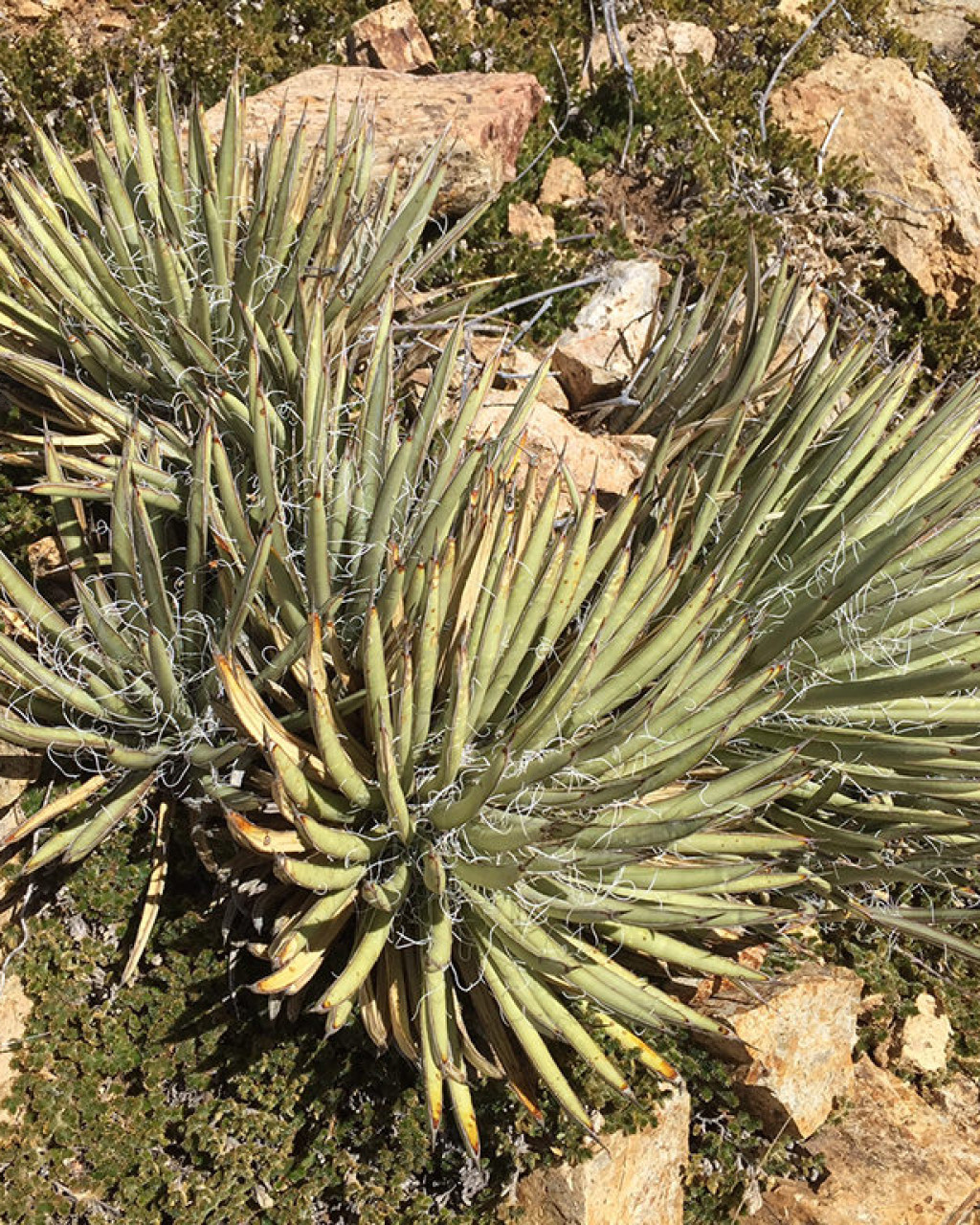 Agave schottii
