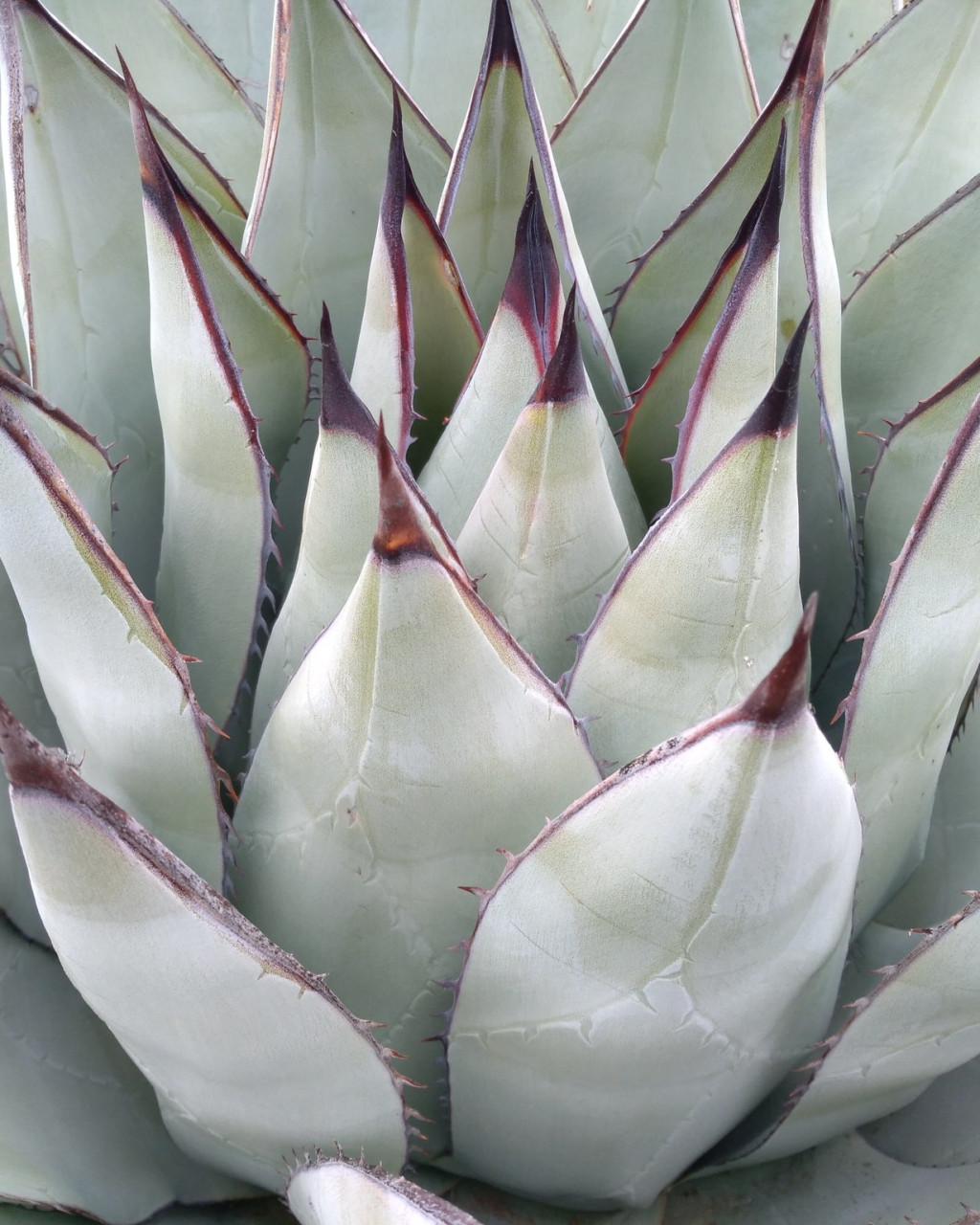 Agave sebastiana