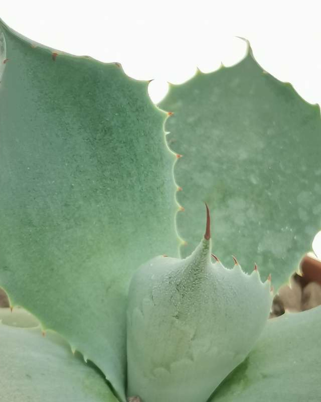 Agave seemanniana