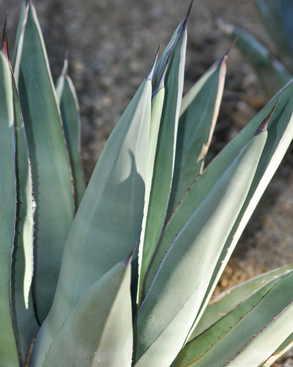 Agave 'Sharkskin Shoes'