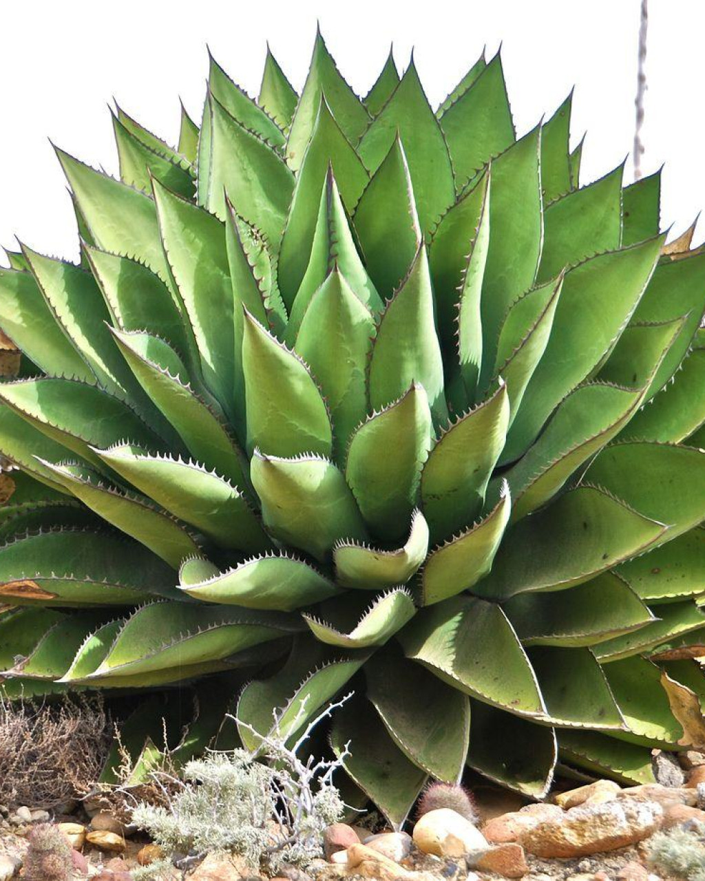 Agave shawii