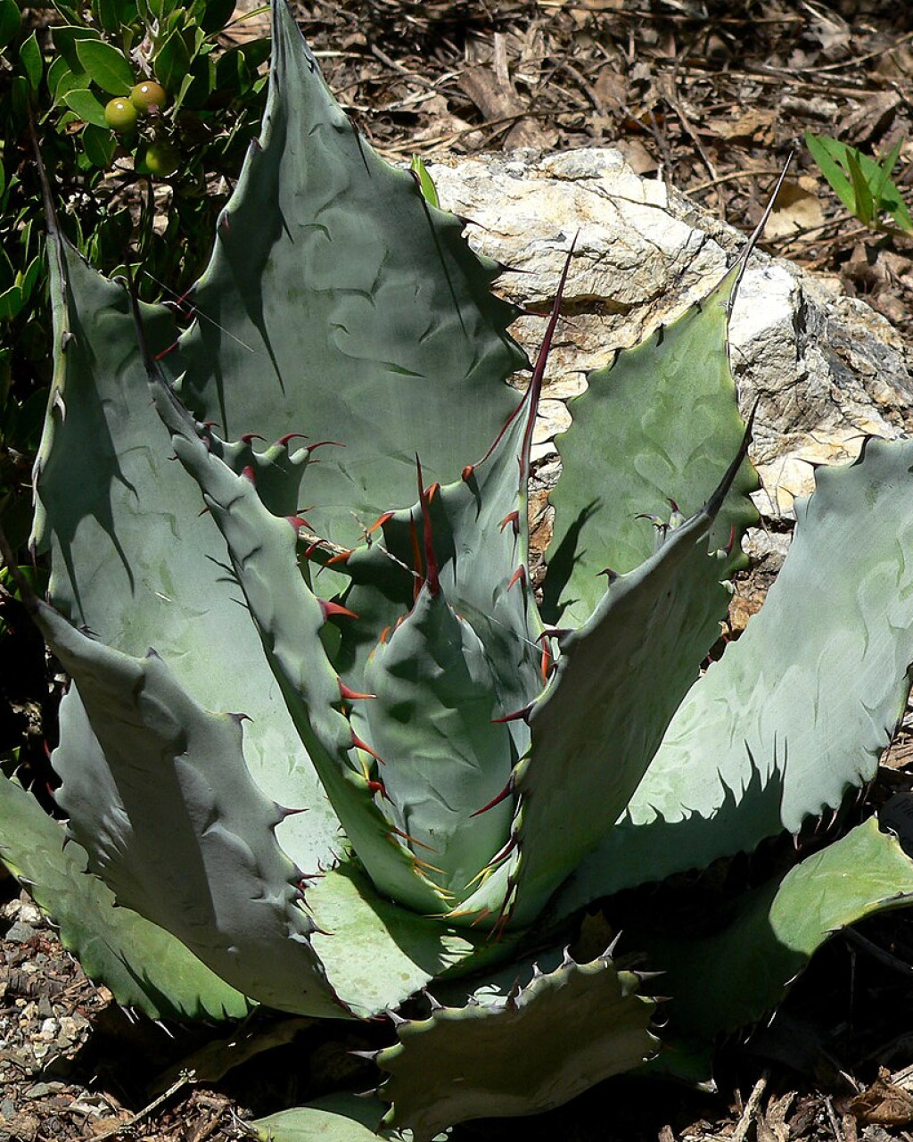Agave shrevei