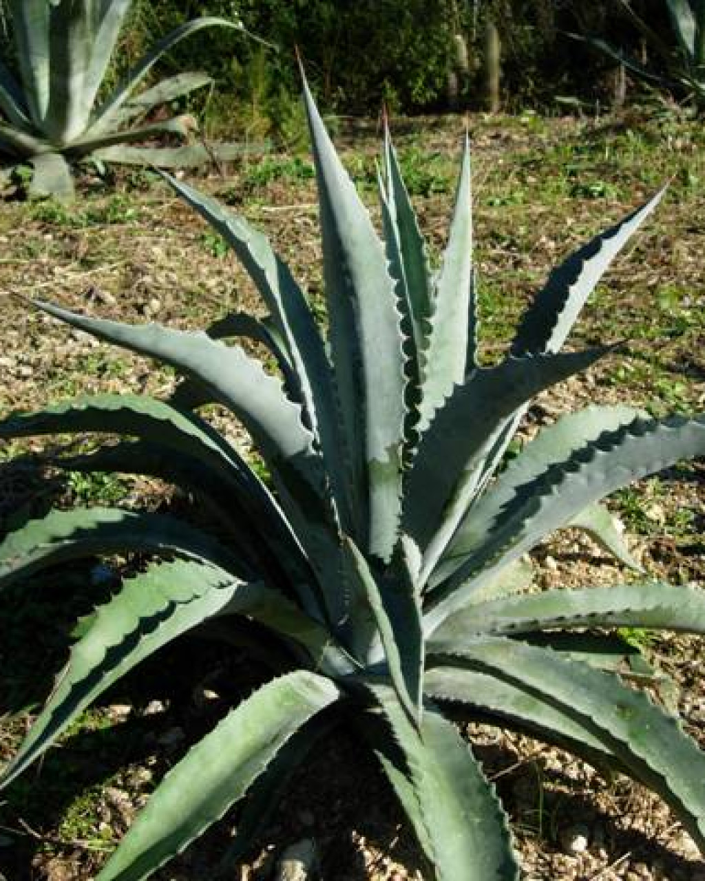 Agave sobria
