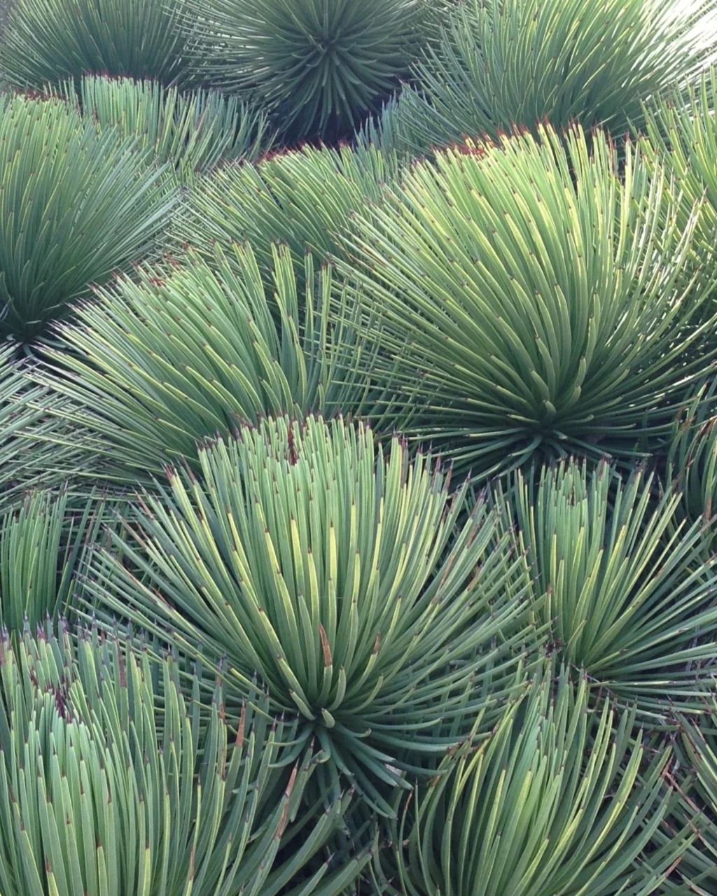 Agave stricta