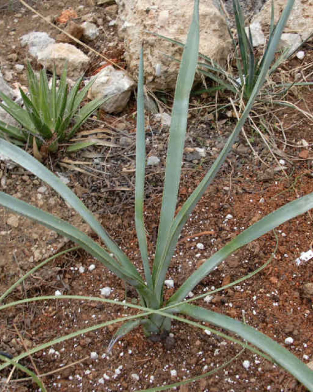 Agave stringens