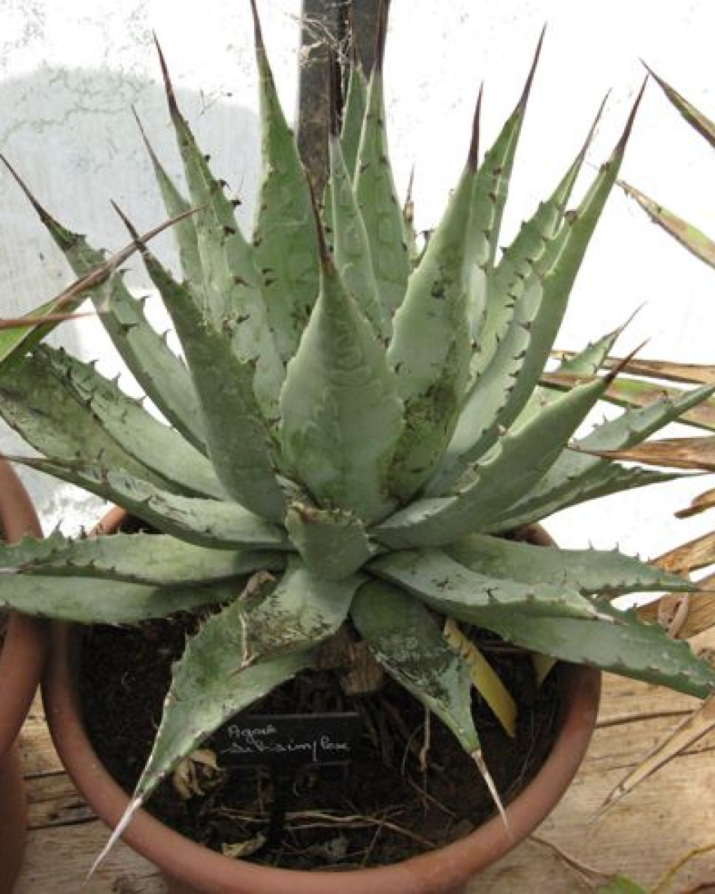 Agave subsimplex