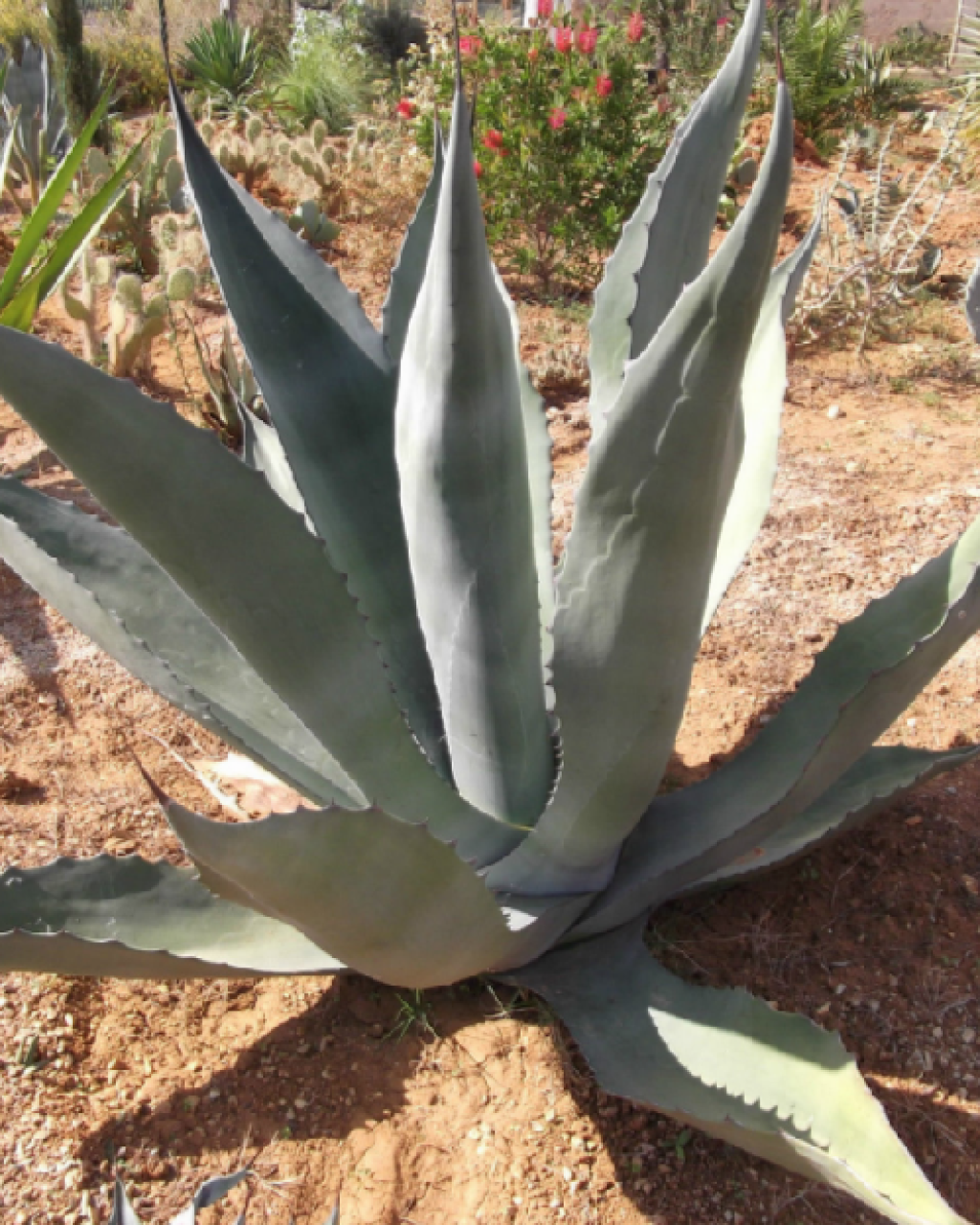 Agave tecta