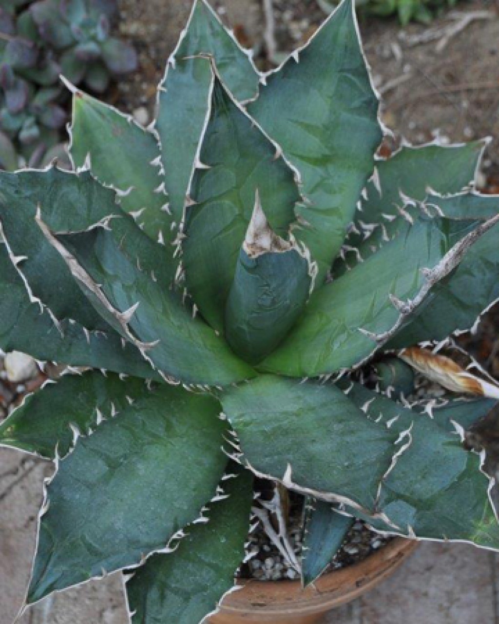 Agave titanota