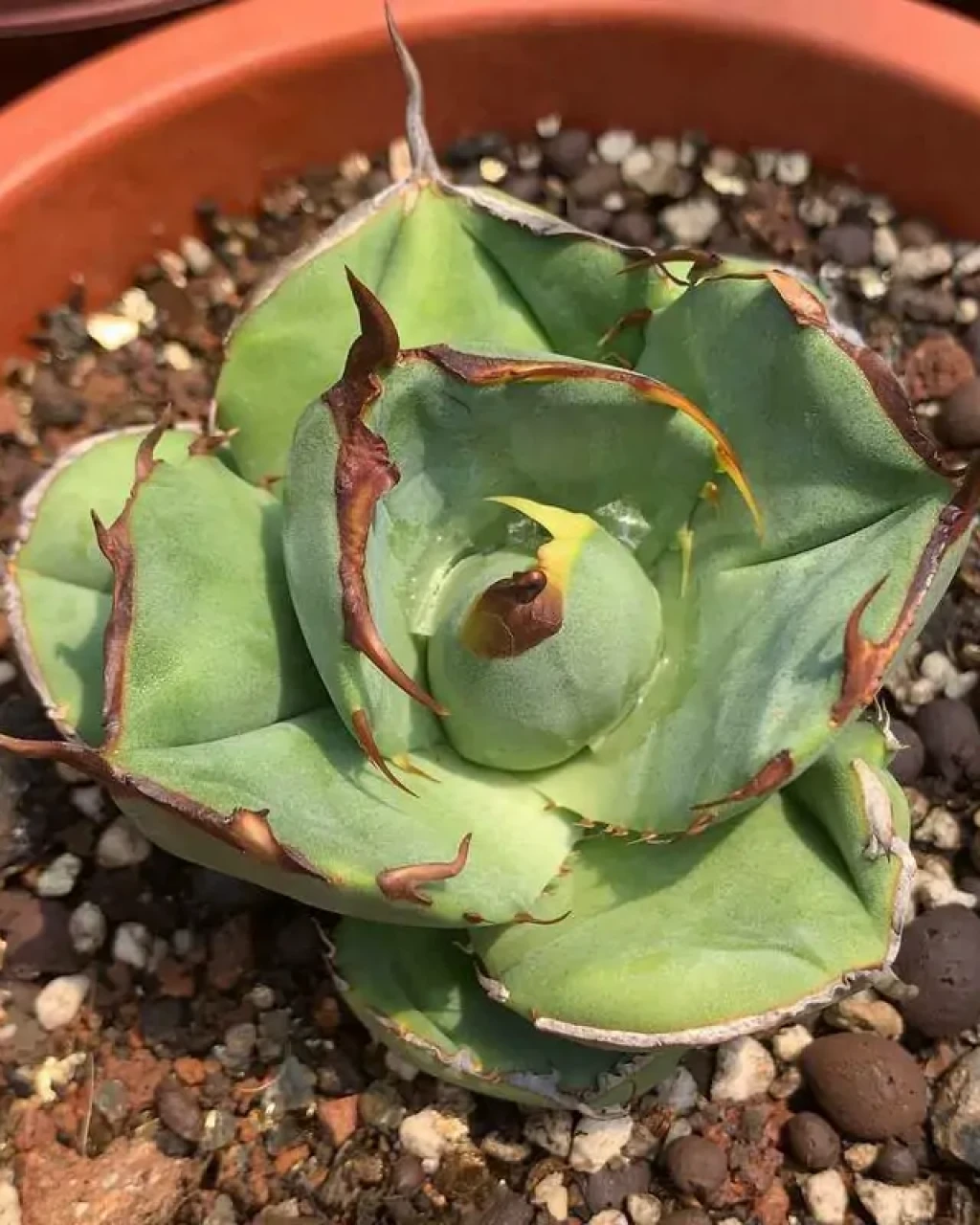 Agave titanota 'Juggernaut'