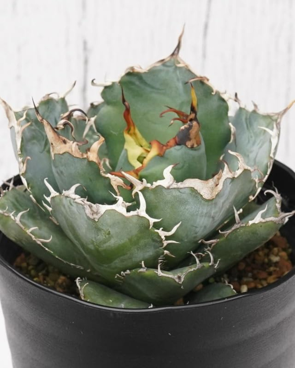 Agave titanota ‘White Whale'