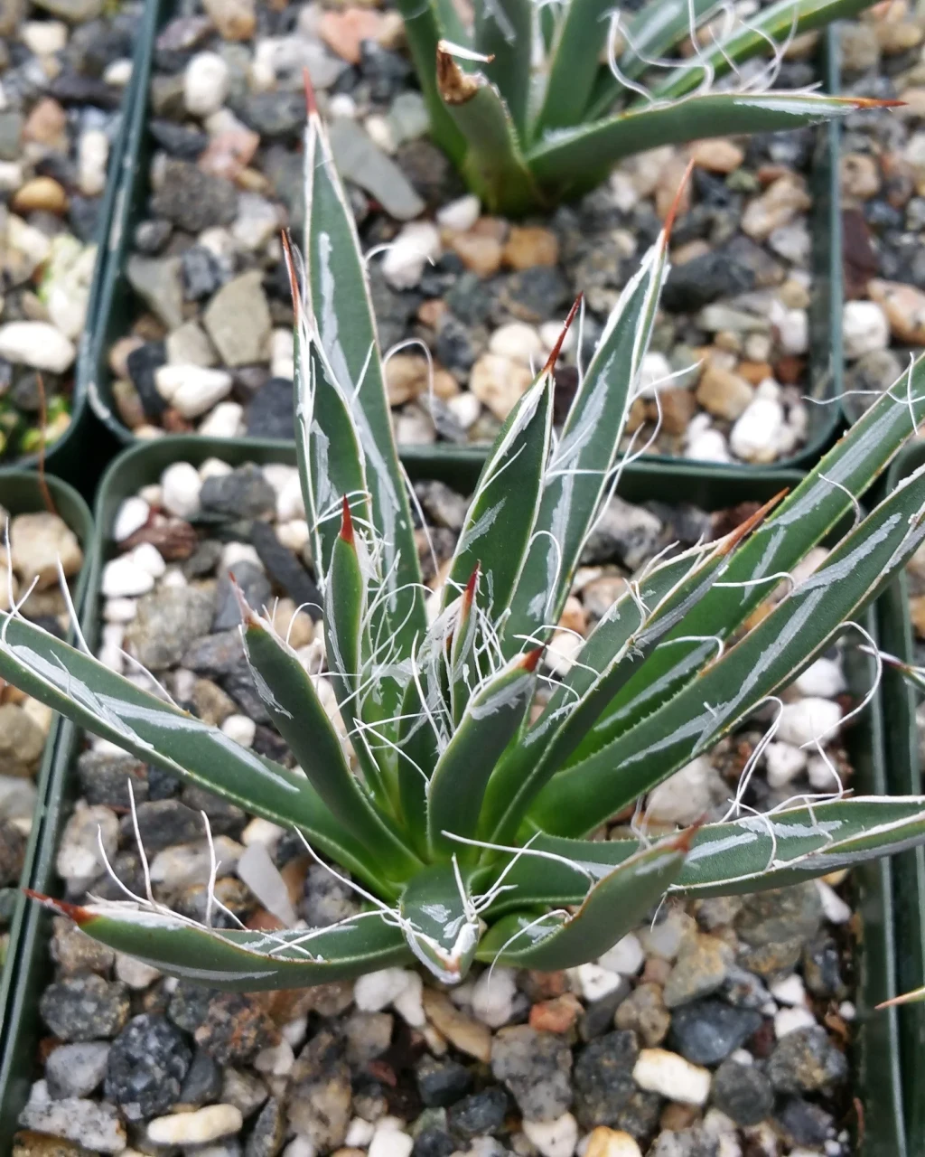 Agave toumeyana var. bella