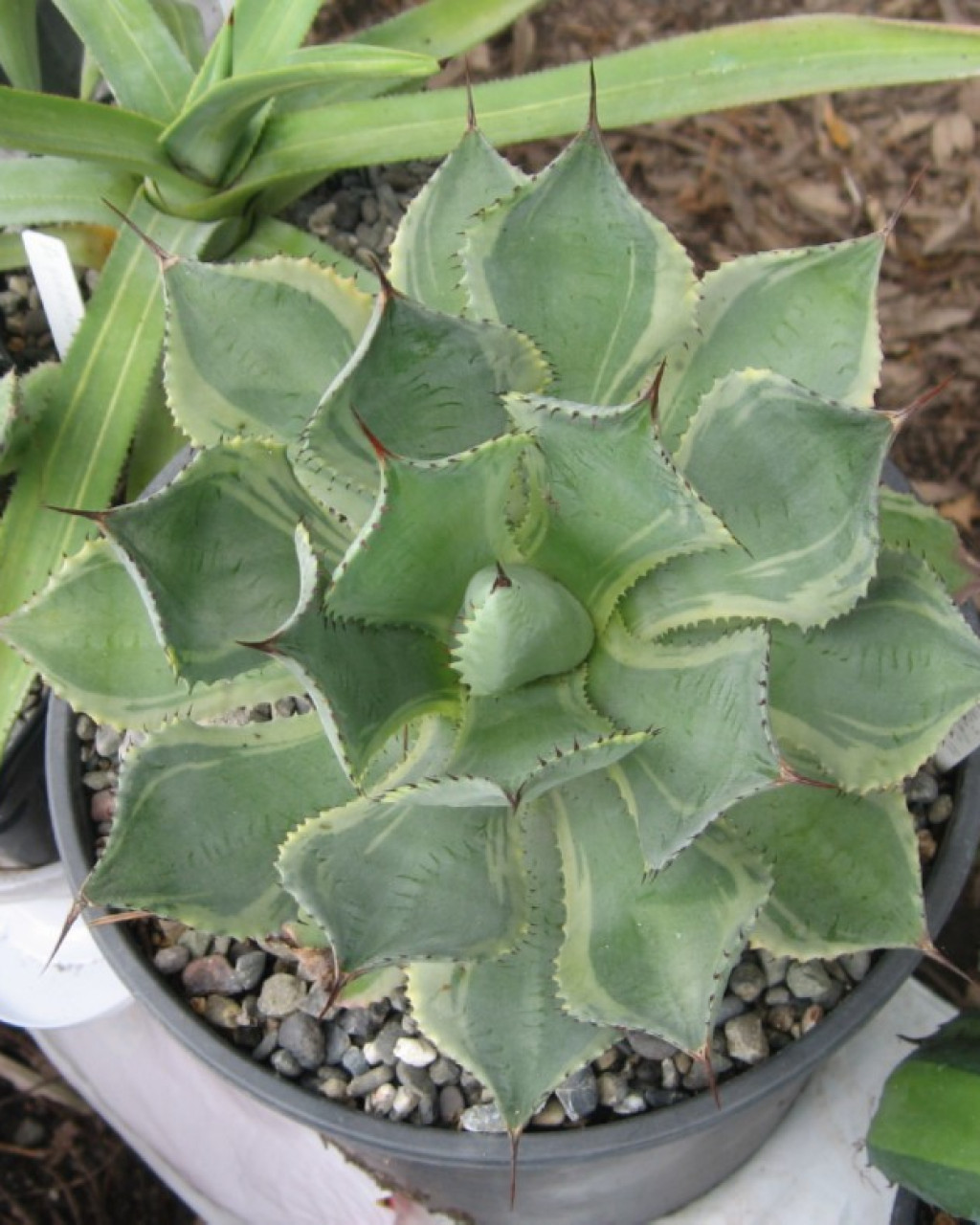 Agave 'Tradewinds'