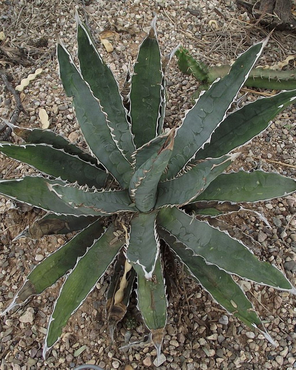 Agave univittata