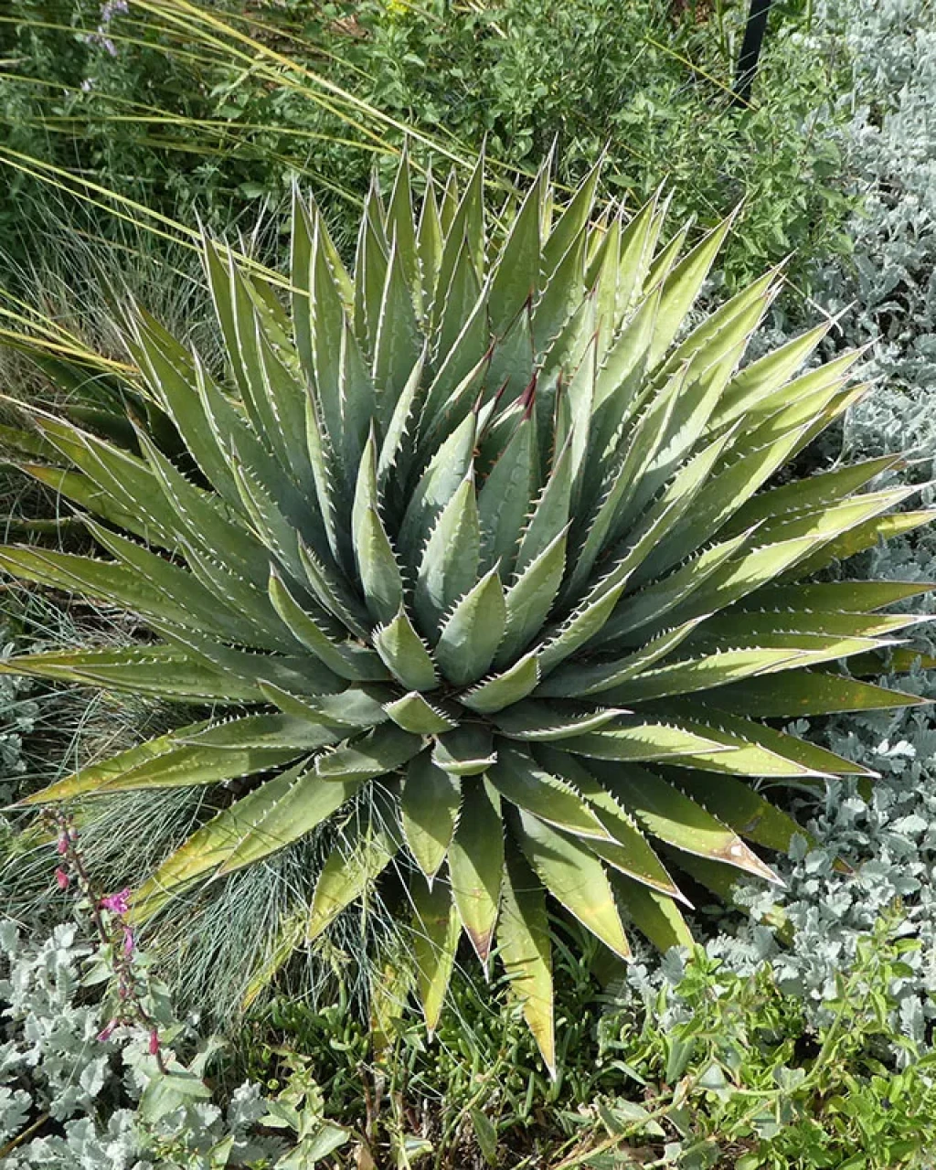 Agave utahensis