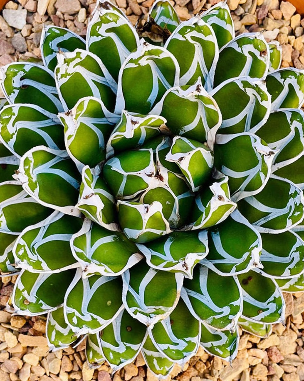 Agave victoriae-reginae 'Compacta'