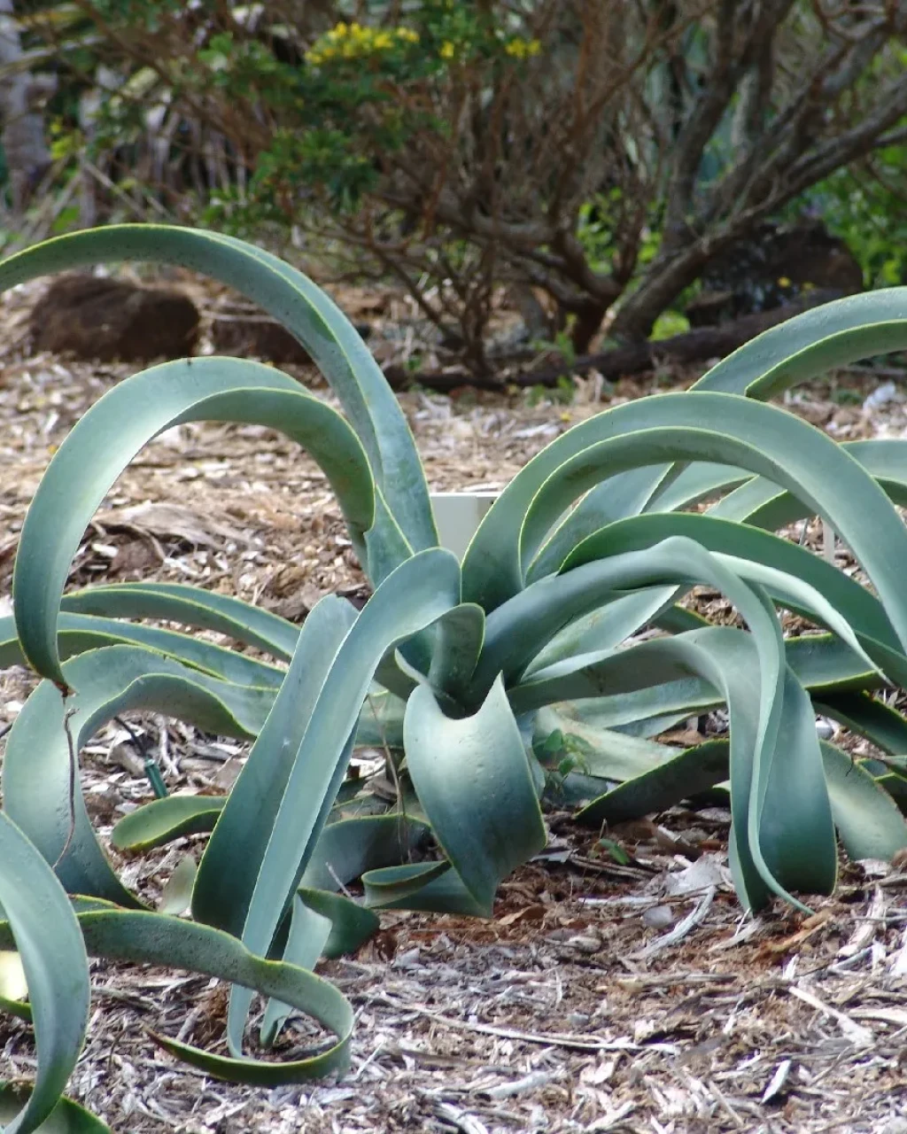 Agave vilmoriniana
