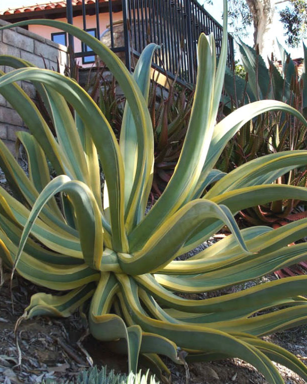 Agave vilmoriniana 'Stained Glass'