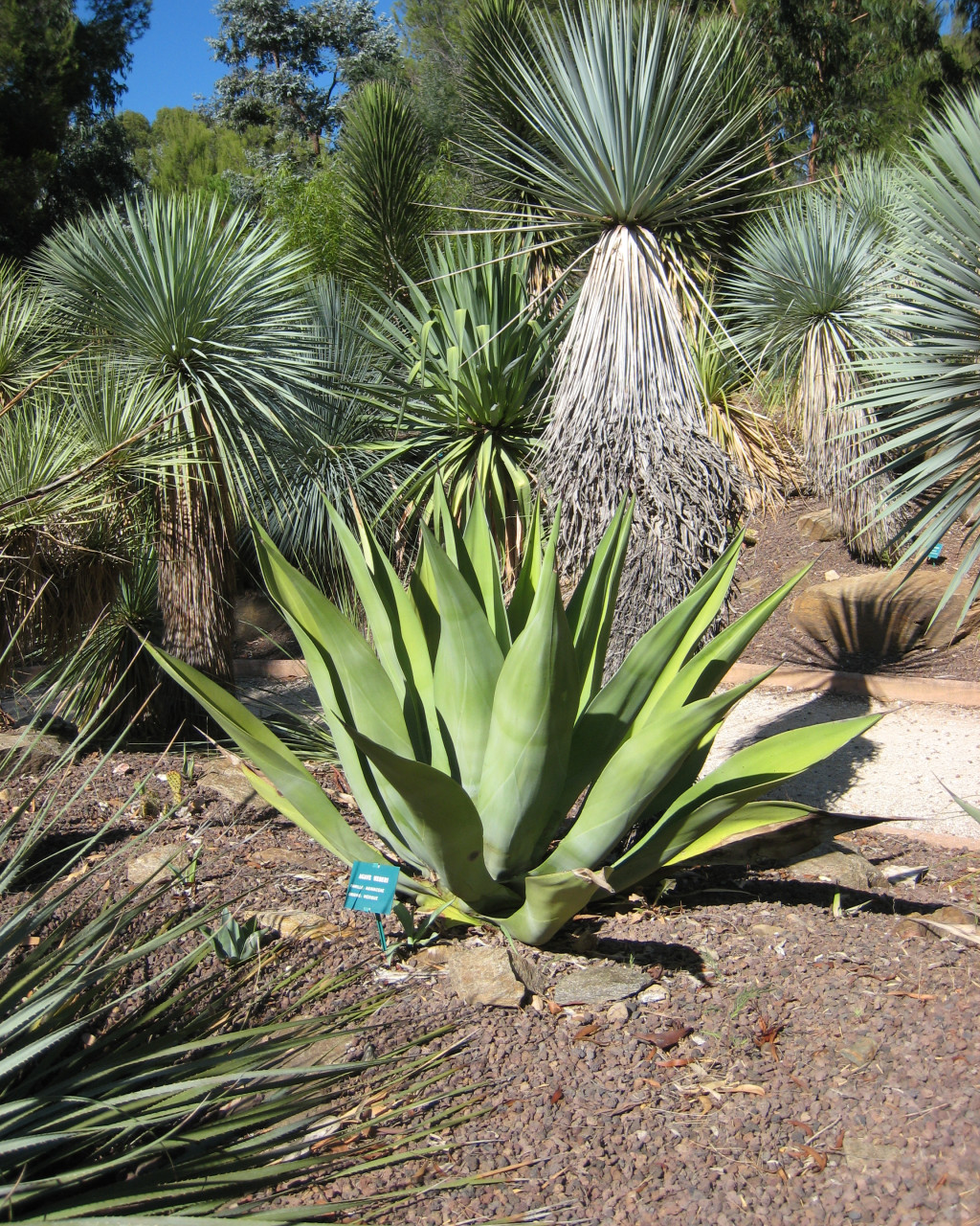 Agave weberi