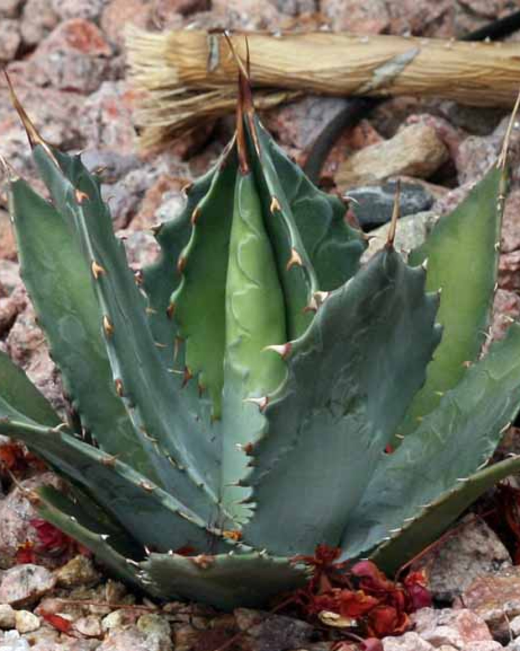 Agave wocomahi
