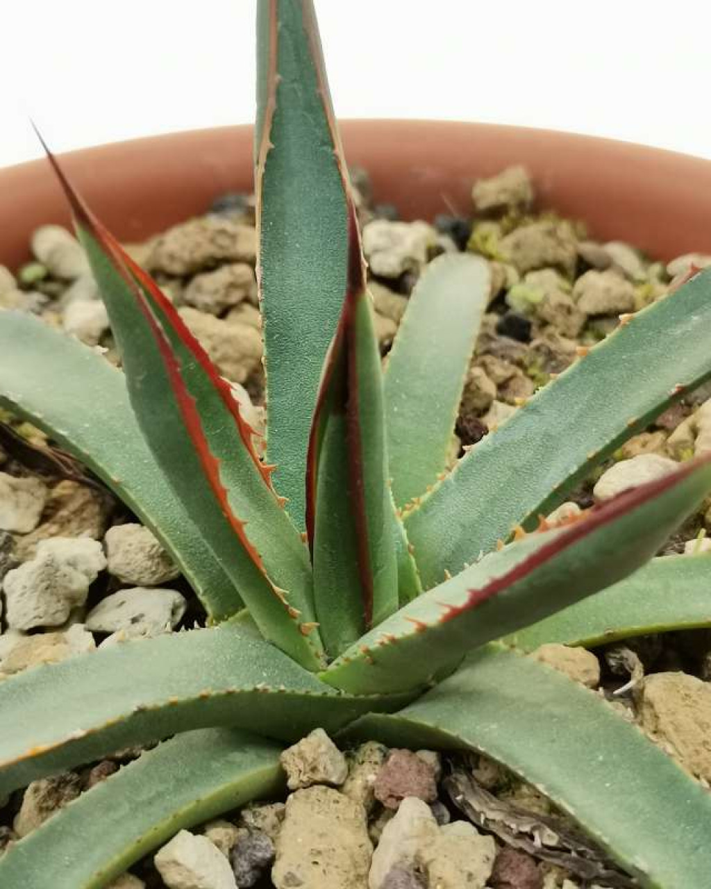 Agave x arizonica