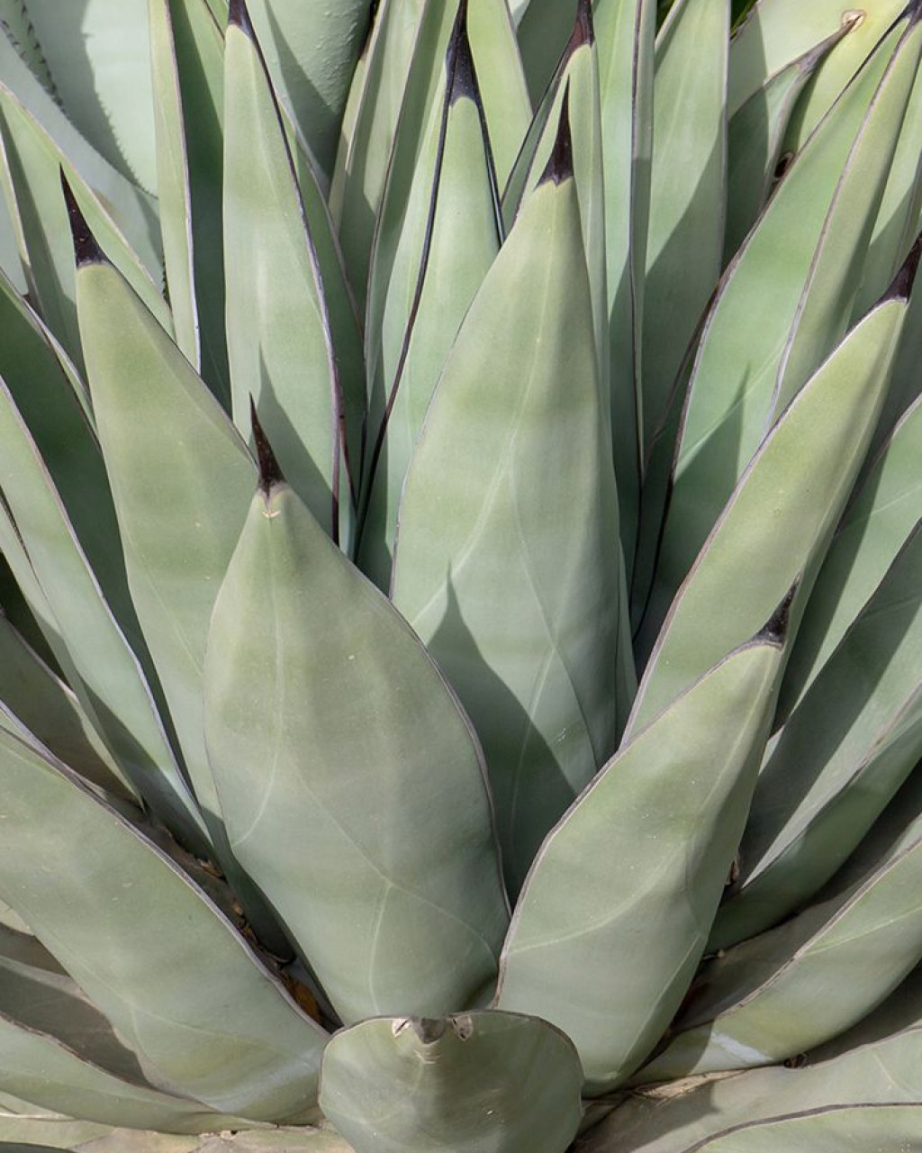 Agave x nigra