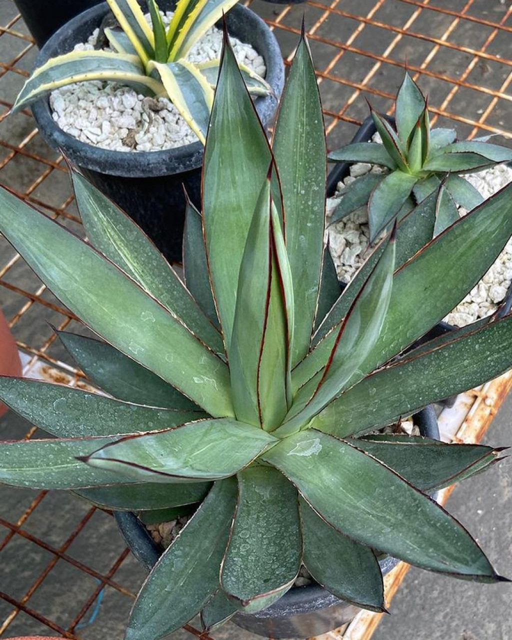 Agave x romani