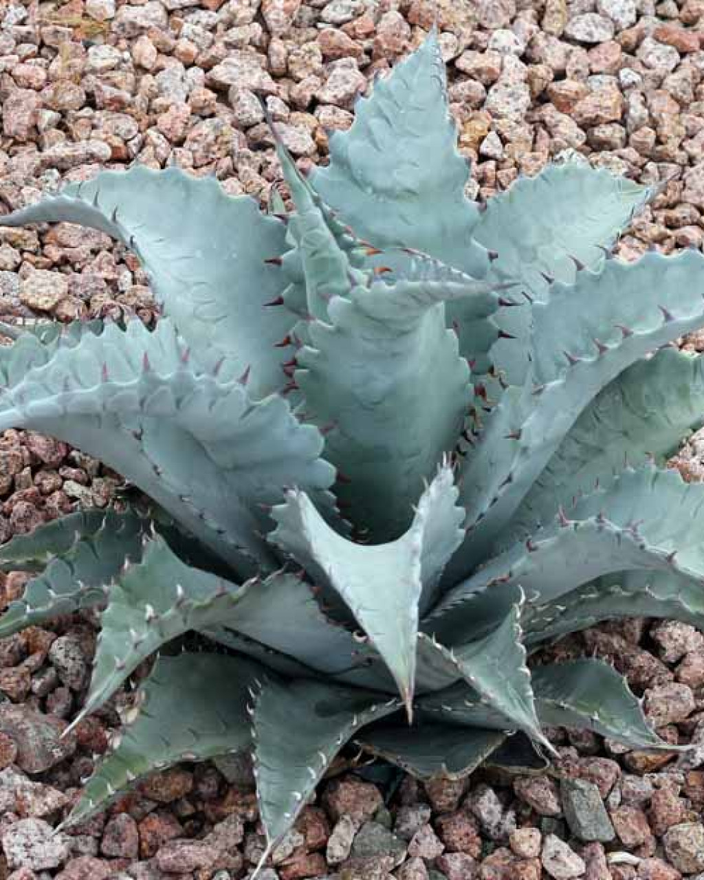 Agave zebra