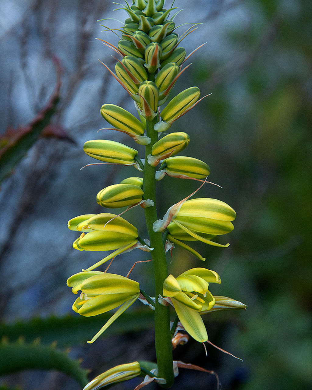 Albuca abyssinica