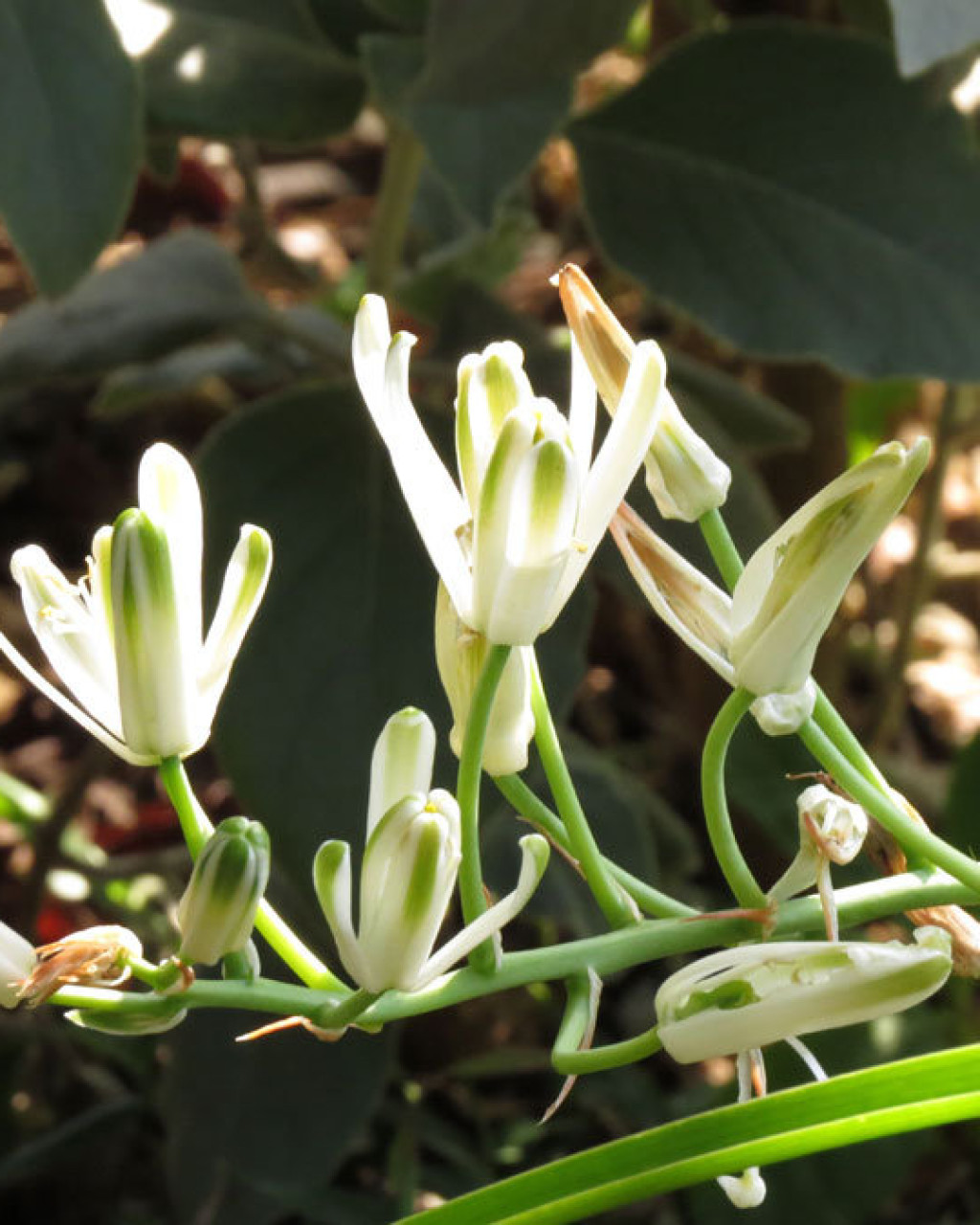 Albuca batteniana