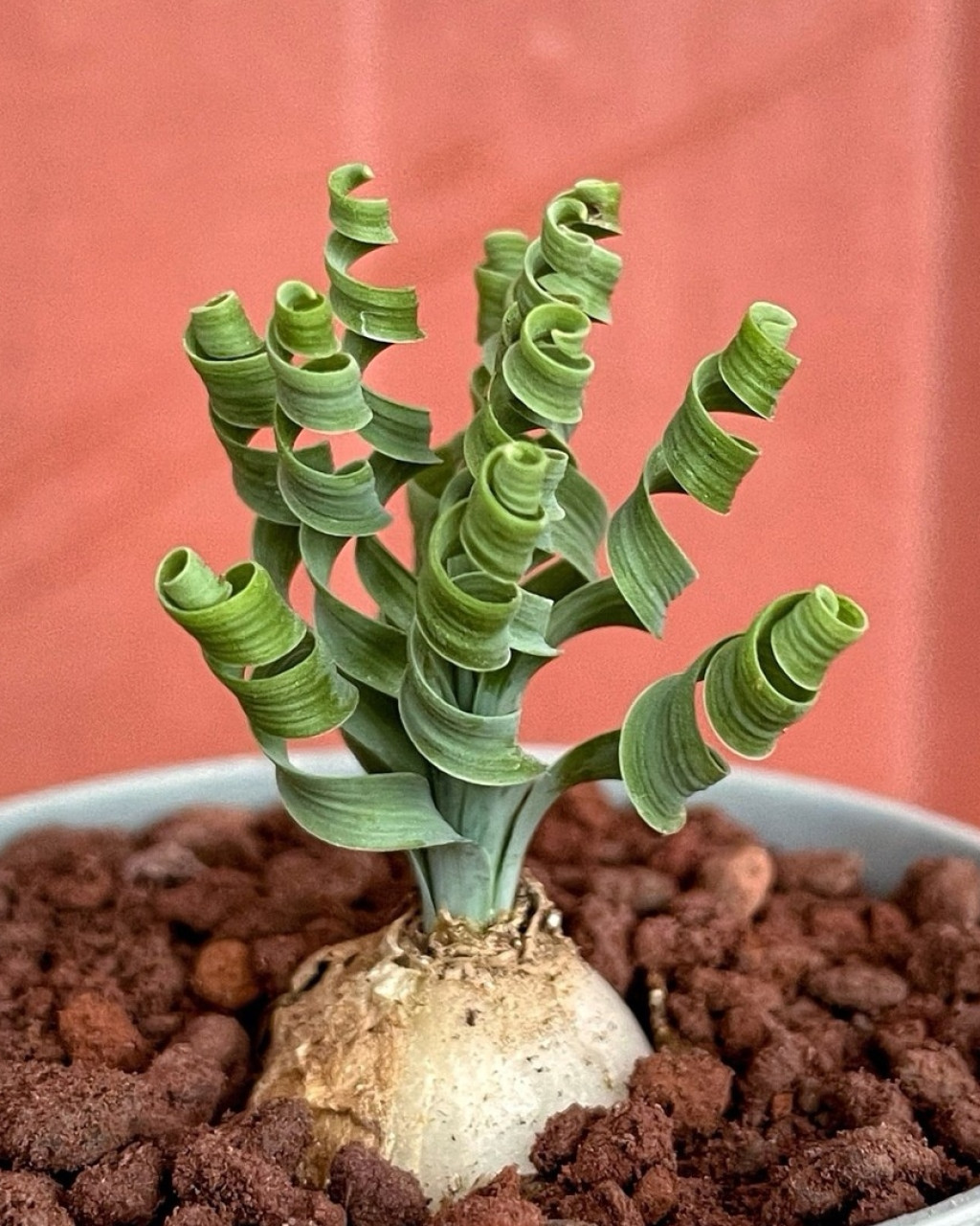 Albuca concordiana