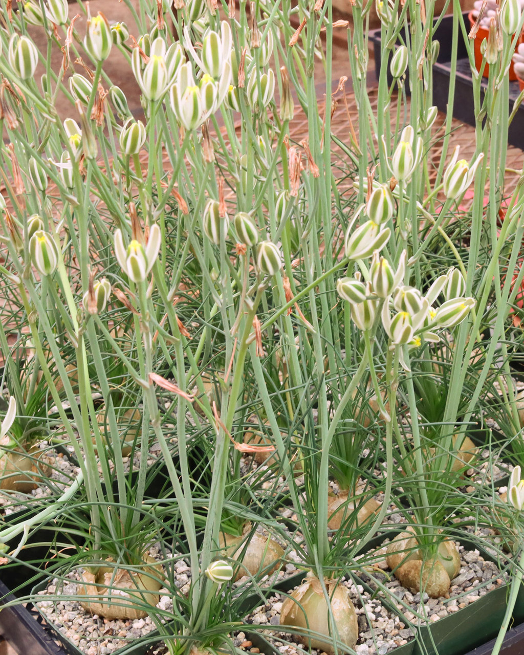 Albuca humilis