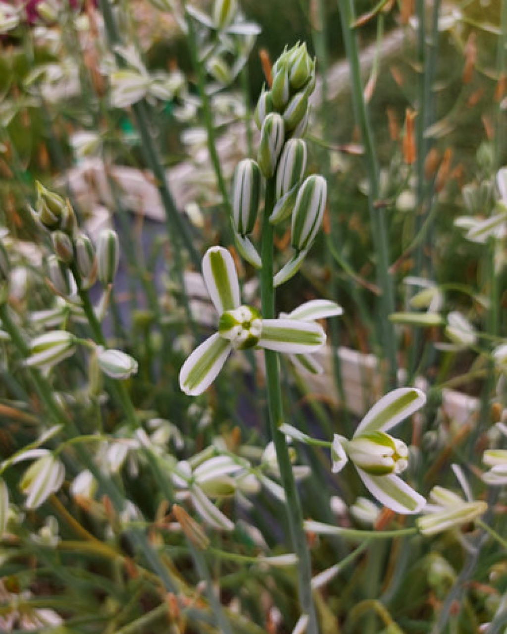 Albuca maxima