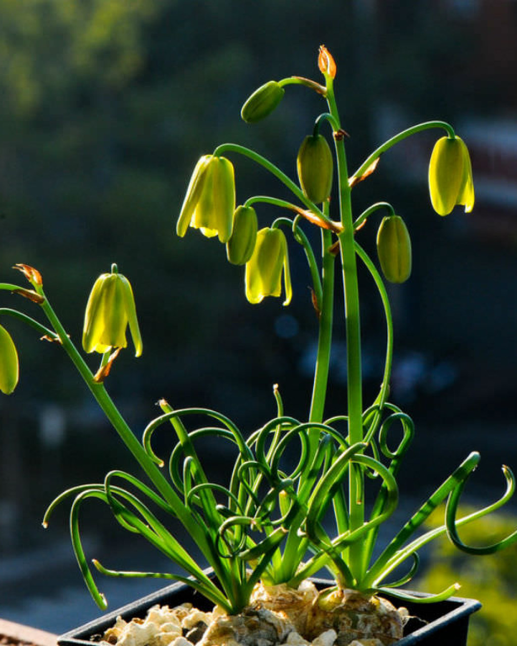 Albuca namaquensis