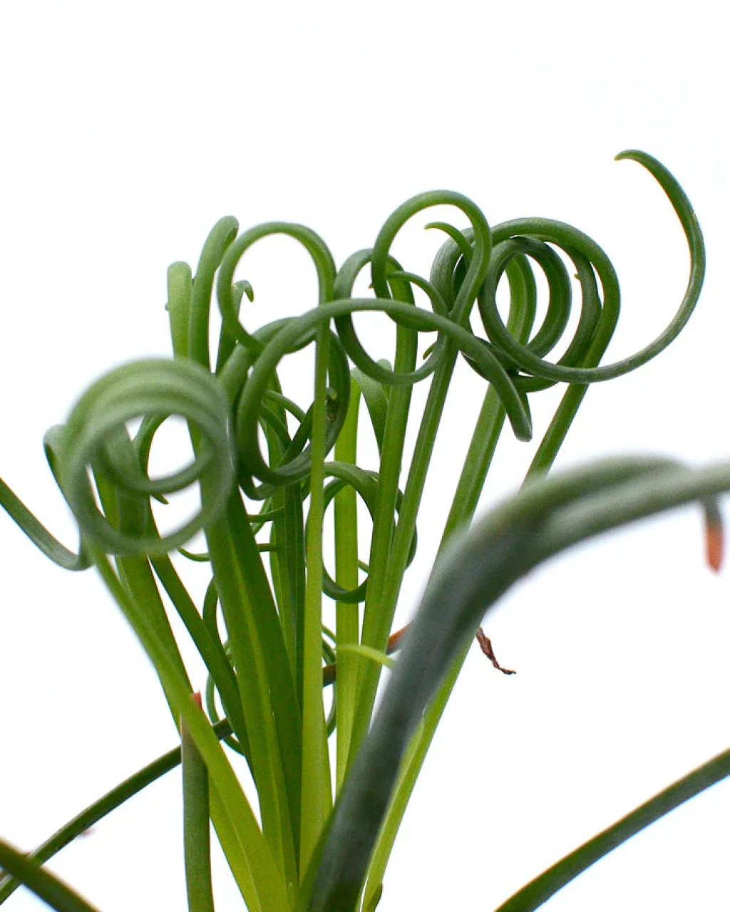 Albuca spiralis