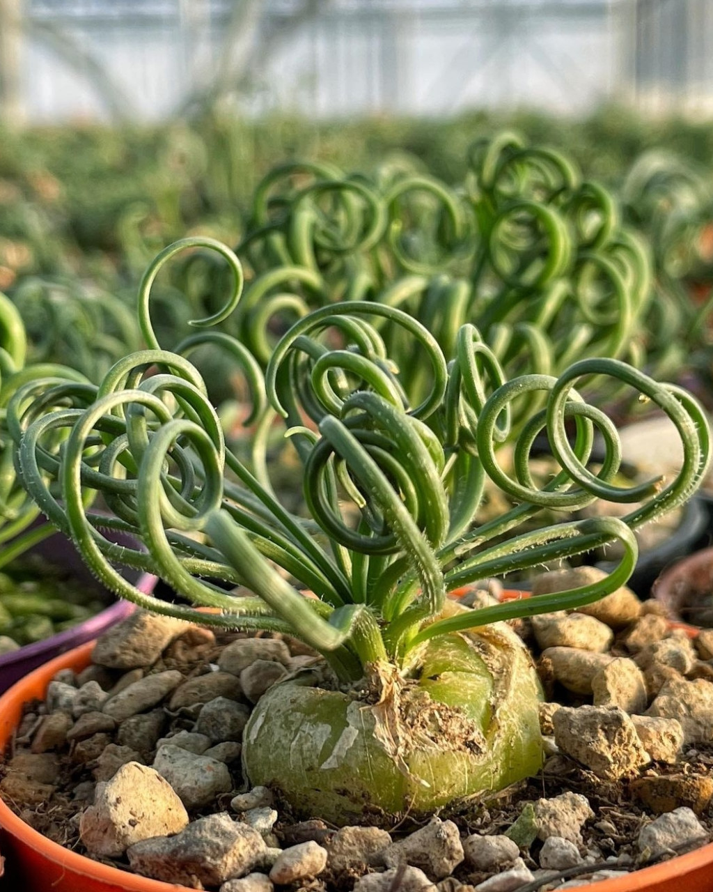 Albuca spiralis 'Frizzle Sizzle'